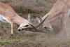 Dtw86-12-01 Gazelles butting heads