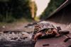 tortoise brian-breeden-7N5qfnY1rW4-unsplash