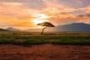 vfw196-elsewhere-africa