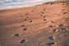 vfw181-02-04-footprints