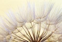 vfw244-pairpoint latest